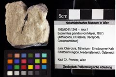 Foto (Objket + Etiketten) von Eodromites grandis (von Meyer, 1857) 